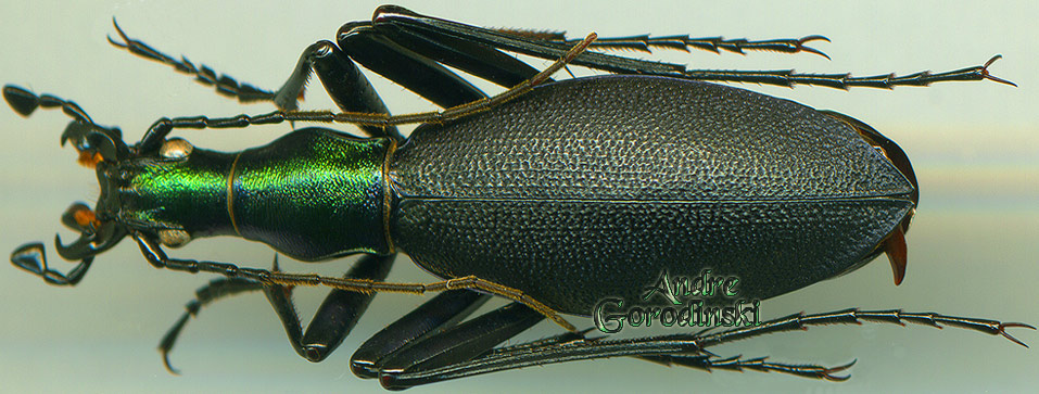 http://www.gorodinski.ru/carabus/Damaster rugipennis.jpg